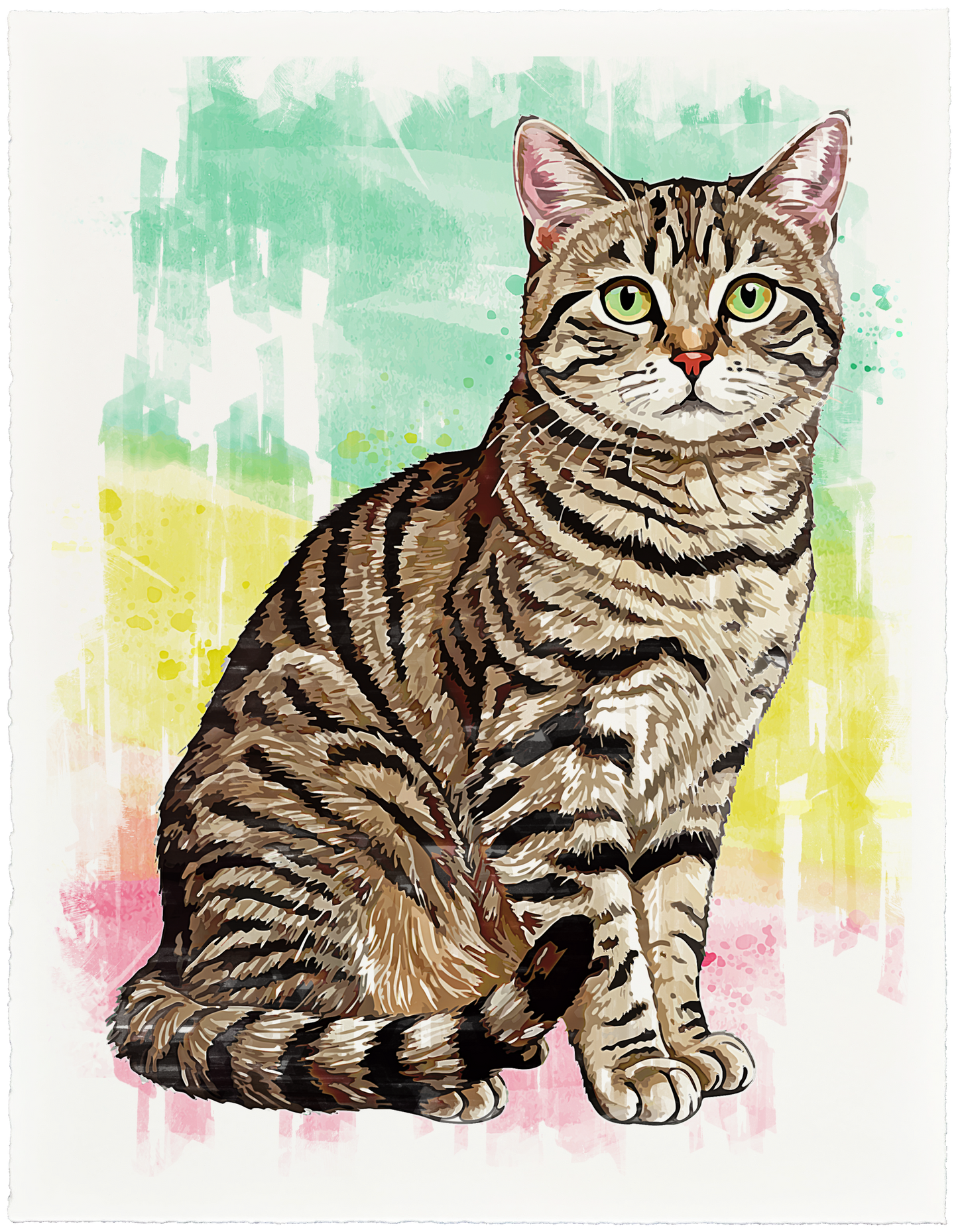 American Shorthair