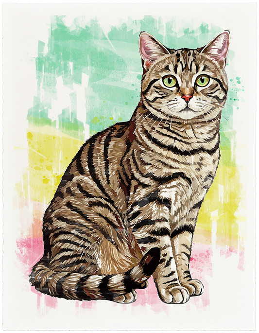 American Shorthair