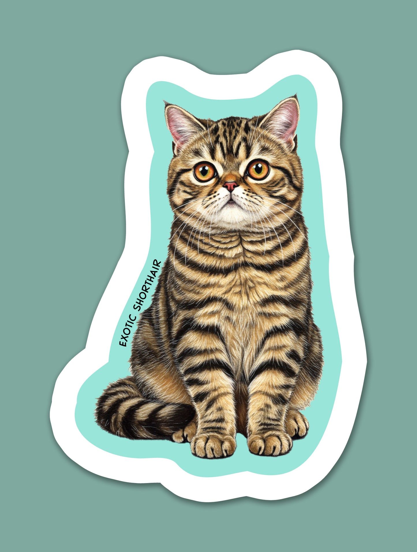 Exotic Shorthair Sticker