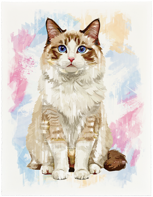 Ragdoll